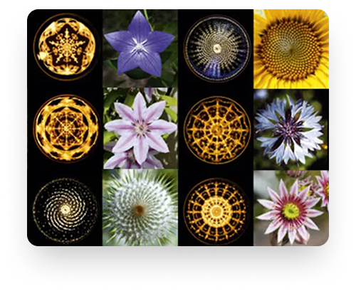 Comparison between cymatic shapes and natural forms
